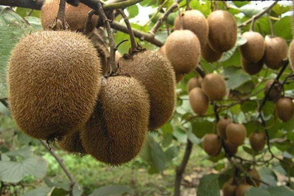 獼猴桃可以和柿子一起吃嗎 柿子的作用 獼猴桃可以和柿子一起吃嗎 柿子的作用