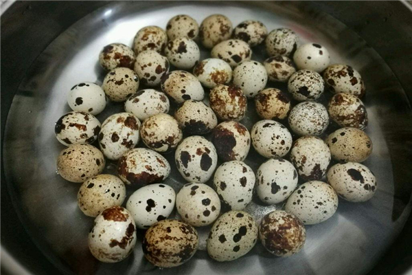 鵪鶉蛋膽固醇含量高嗎 要注意控制 鵪鶉蛋膽固醇含量高嗎 要注意控制