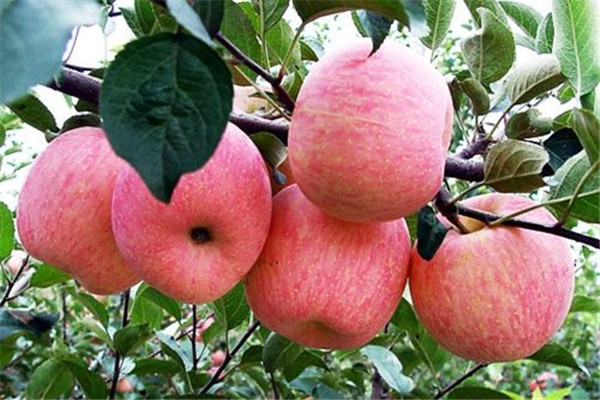 蘋(píng)果可以和酸奶一起吃嗎 蘋(píng)果和酸奶這樣吃