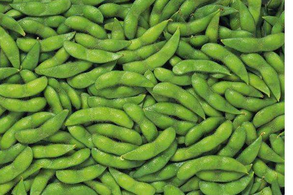 毛豆可以和魚一起吃嗎 毛豆的禁忌 毛豆可以和魚一起吃嗎 毛豆的禁忌