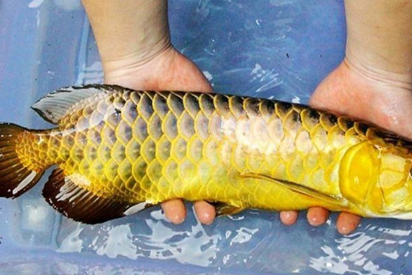 毛豆可以和魚一起吃嗎 毛豆的禁忌 毛豆可以和魚一起吃嗎 毛豆的禁忌