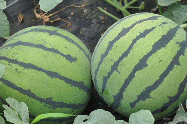 西瓜可以和芒果一起吃嗎 西瓜的食用價(jià)值 西瓜可以和芒果一起吃嗎 西瓜的食用價(jià)值