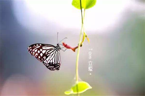 立夏風(fēng)俗吃什么 立夏怎么吃好 立夏風(fēng)俗吃什么 立夏怎么吃好