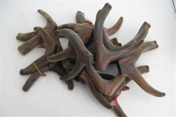 夏天可以吃鹿茸嗎 鹿茸的作用 夏天可以吃鹿茸嗎 鹿茸的作用