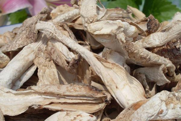 坐月子可以吃雞腿菇嗎 補(bǔ)充蛋白質(zhì) 坐月子可以吃雞腿菇嗎 補(bǔ)充蛋白質(zhì)