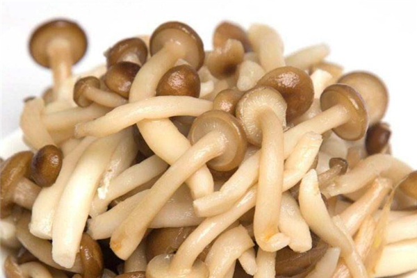 蟹味菇可以和雞蛋一起吃嗎 蟹味菇炒雞蛋的做法 蟹味菇可以和雞蛋一起吃嗎 蟹味菇炒雞蛋的做法