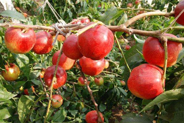 油桃的營(yíng)養(yǎng)價(jià)值是什么 油桃的作用 油桃的營(yíng)養(yǎng)價(jià)值是什么 油桃的作用