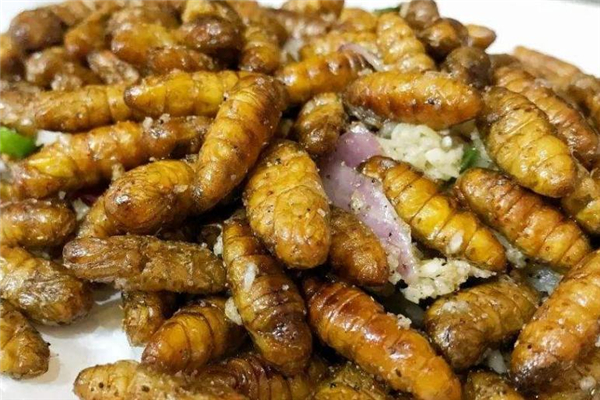 吃蠶蛹會上火嗎 吃蠶蛹注意事項(xiàng) 吃蠶蛹會上火嗎 吃蠶蛹注意事項(xiàng)