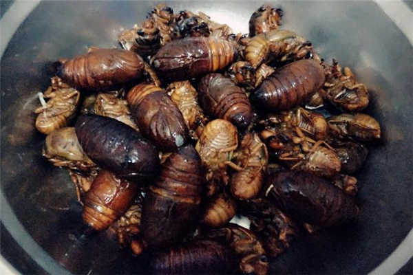 蠶蛹吃多了會中毒嗎 吃蠶蛹中毒的表現(xiàn) 蠶蛹吃多了會中毒嗎 吃蠶蛹中毒的表現(xiàn)