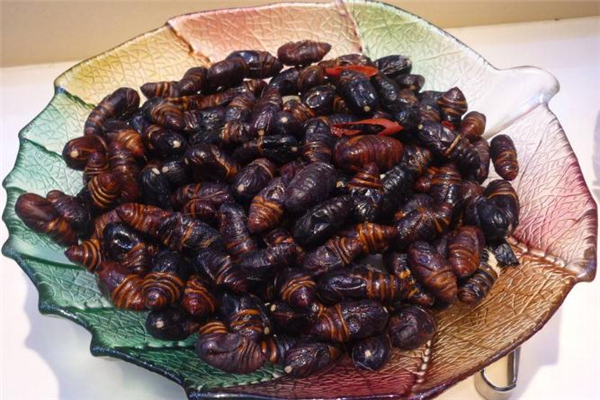 蠶蛹吃多了會中毒嗎 吃蠶蛹中毒的表現(xiàn) 蠶蛹吃多了會中毒嗎 吃蠶蛹中毒的表現(xiàn)