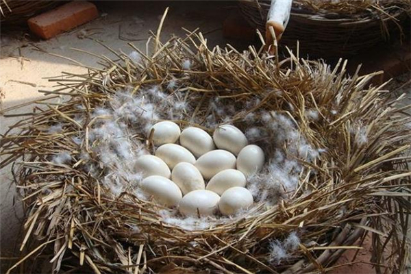 鵝蛋什么人不能吃 哪些人不適合吃鵝蛋 鵝蛋什么人不能吃 哪些人不適合吃鵝蛋