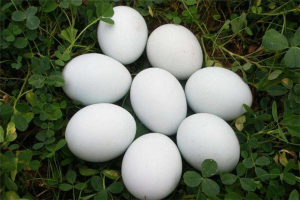 鵝蛋能預(yù)防胎兒黃疸嗎 鵝蛋能去胎毒嗎 鵝蛋能預(yù)防胎兒黃疸嗎 鵝蛋能去胎毒嗎