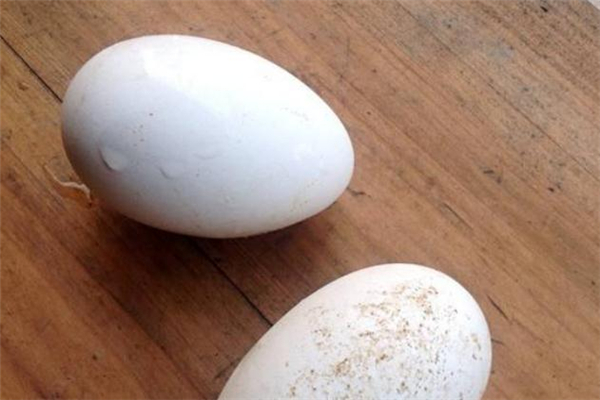 鵝蛋能預(yù)防胎兒黃疸嗎 鵝蛋能去胎毒嗎 鵝蛋能預(yù)防胎兒黃疸嗎 鵝蛋能去胎毒嗎