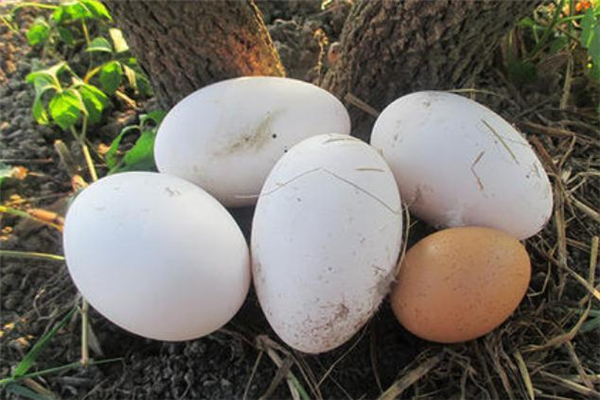 腌鵝蛋的做法 腌鵝蛋出油最好的方法 腌鵝蛋的做法 腌鵝蛋出油最好的方法
