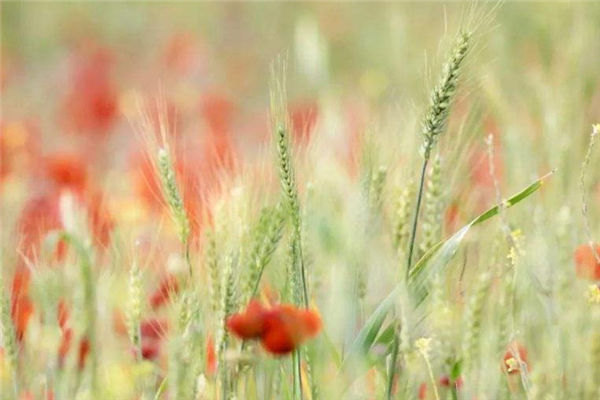 小滿節(jié)氣吃什么食物好 小滿吃什么養(yǎng)生 小滿節(jié)氣吃什么食物好 小滿吃什么養(yǎng)生