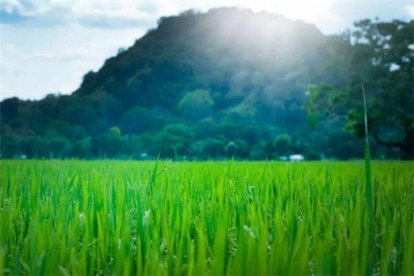 小滿可以搬家嗎 2019年小滿搬家好嗎 小滿可以搬家嗎 2019年小滿搬家好嗎