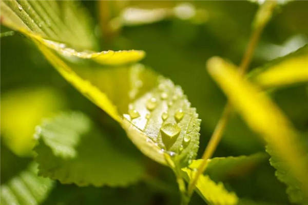 小滿后面是什么節(jié)氣 小滿之后的節(jié)氣介紹 小滿后面是什么節(jié)氣 小滿之后的節(jié)氣介紹