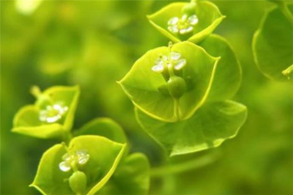 小滿后面是什么節(jié)氣 小滿之后的節(jié)氣介紹 小滿后面是什么節(jié)氣 小滿之后的節(jié)氣介紹