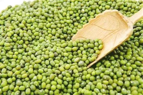 綠豆長(zhǎng)蟲了怎么處理 這樣處理比較好