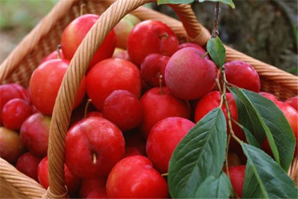 李子可以多吃嗎 李子吃多了好嗎 李子可以多吃嗎 李子吃多了好嗎