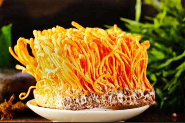 蟲草花有酸酸的味道是為什么 蟲草花為什么有酸酸的味道 蟲草花有酸酸的味道是為什么 蟲草花為什么有酸酸的味道