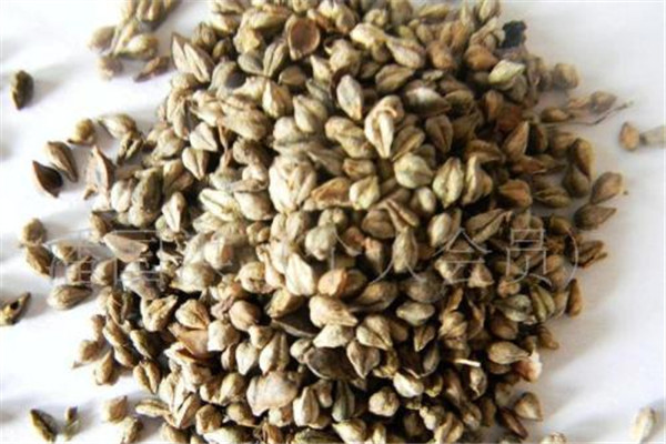 苦蕎是蕎麥嗎 苦蕎的作用 苦蕎是蕎麥嗎 苦蕎的作用