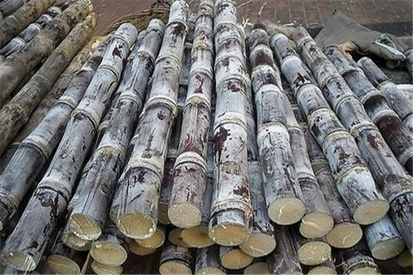 甘蔗可以補血嗎 甘蔗的好處有哪些 甘蔗可以補血嗎 甘蔗的好處有哪些