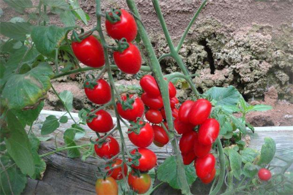 圣女果不能和什么一起吃 圣女果和什么相克 圣女果不能和什么一起吃 圣女果和什么相克