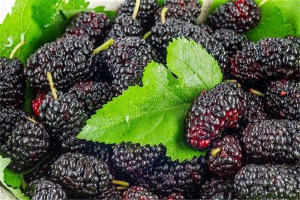 桑葚可以解酒嗎 桑葚有解酒的作用嗎 桑葚可以解酒嗎 桑葚有解酒的作用嗎