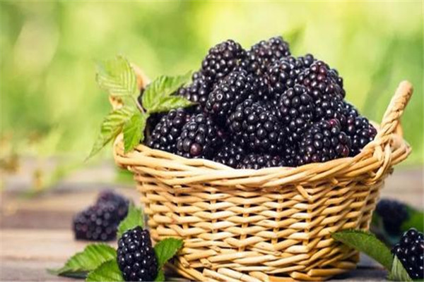 桑葚是涼性的嗎 桑葚屬于什么水果 桑葚是涼性的嗎 桑葚屬于什么水果