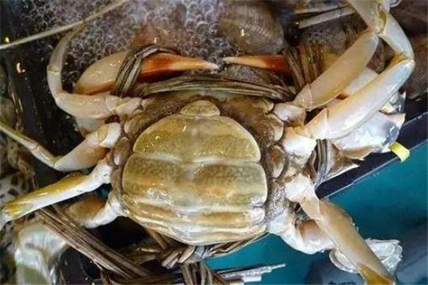 青蟹和榴蓮能一起吃嗎 盡量少吃一些 青蟹和榴蓮能一起吃嗎 盡量少吃一些