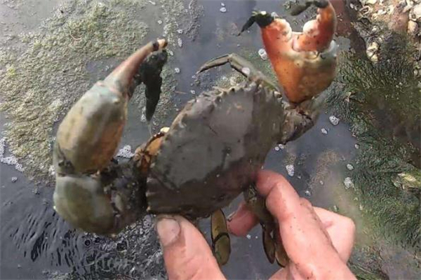 感冒可以吃青蟹嗎 要看具體病情 感冒可以吃青蟹嗎 要看具體病情