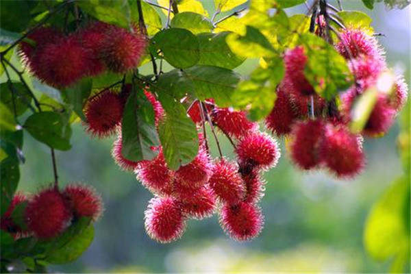 紅毛丹是發(fā)物嗎 紅毛丹的作用是什么 紅毛丹是發(fā)物嗎 紅毛丹的作用是什么