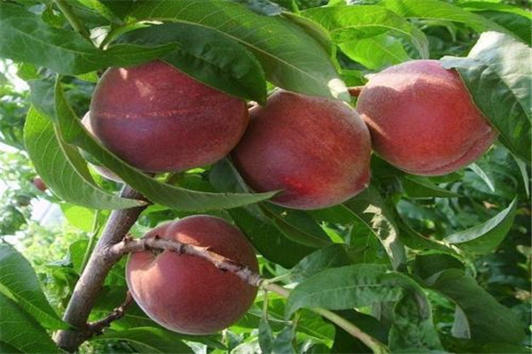 毛桃和水蜜桃有什么區(qū)別 毛桃是水蜜桃嗎 毛桃和水蜜桃有什么區(qū)別 毛桃是水蜜桃嗎