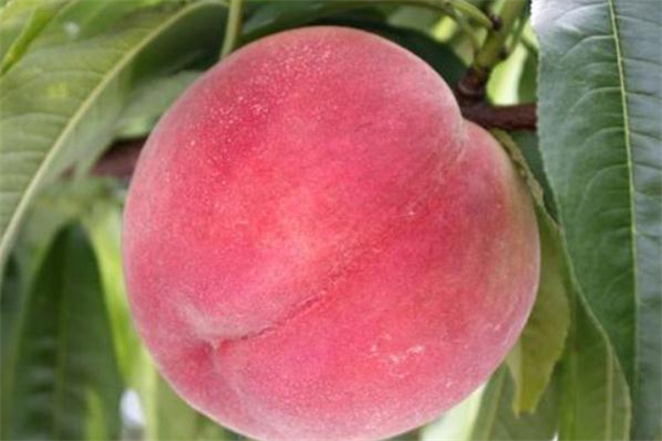 毛桃需要去皮嗎 毛桃怎么去皮比較快 毛桃需要去皮嗎 毛桃怎么去皮比較快