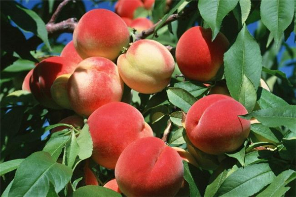 毛桃需要去皮嗎 毛桃怎么去皮比較快 毛桃需要去皮嗎 毛桃怎么去皮比較快