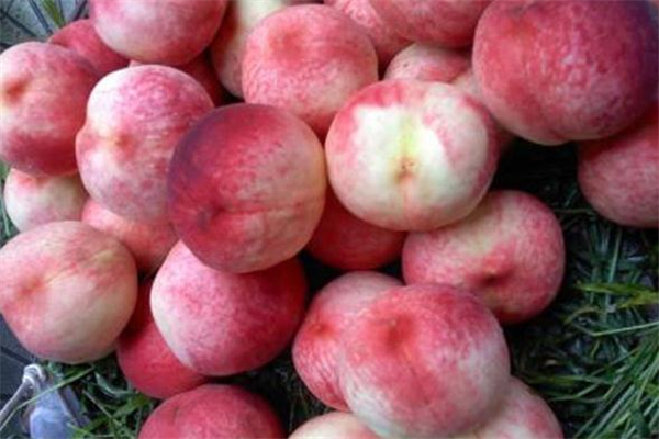 吃毛桃會(huì)上火嗎 毛桃吃了上火怎么辦 吃毛桃會(huì)上火嗎 毛桃吃了上火怎么辦