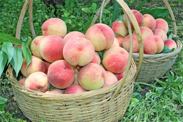 吃毛桃會(huì)上火嗎 毛桃吃了上火怎么辦 吃毛桃會(huì)上火嗎 毛桃吃了上火怎么辦