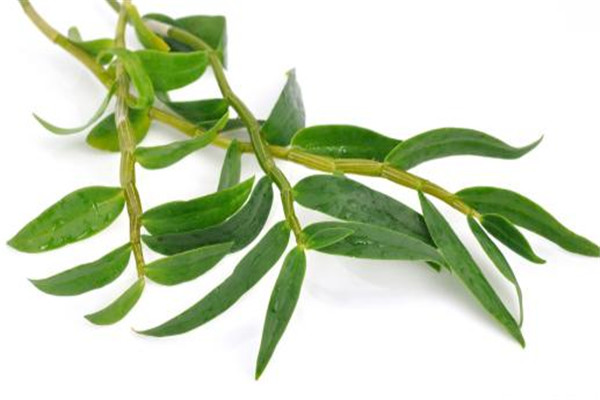 鐵皮石斛適合什么人吃 鐵皮石斛適合這些人吃 鐵皮石斛適合什么人吃 鐵皮石斛適合這些人吃