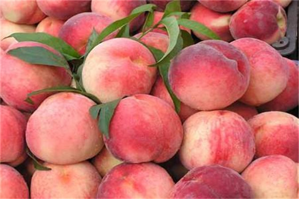 夏天桃子能放幾天 夏天桃子這樣放比較好 夏天桃子能放幾天 夏天桃子這樣放比較好