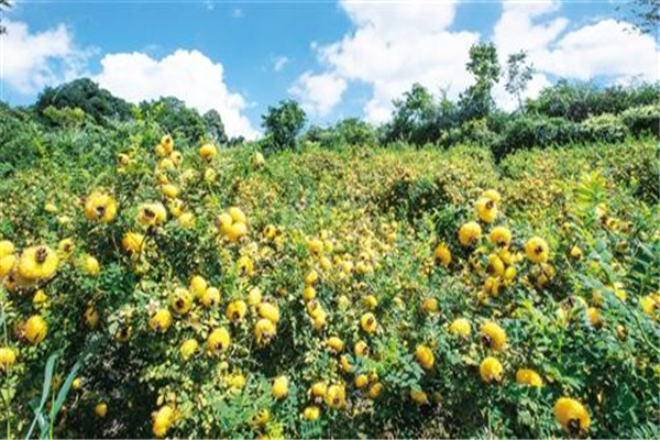 刺梨的五大功效是什么 刺梨有哪些作用 刺梨的五大功效是什么 刺梨有哪些作用