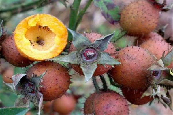 干的刺梨怎么泡水喝 干的刺梨好嗎 干的刺梨怎么泡水喝 干的刺梨好嗎