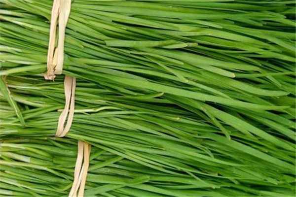 夏天能吃韭菜嗎 夏天吃韭菜好嗎 夏天能吃韭菜嗎 夏天吃韭菜好嗎