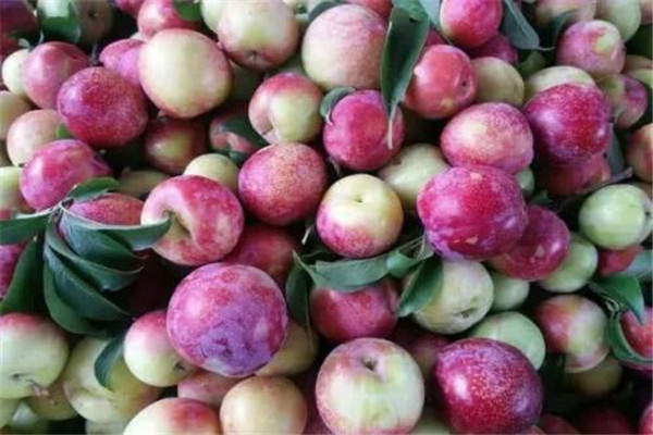 高血壓能喝李子酒嗎 李子酒好嗎 高血壓能喝李子酒嗎 李子酒好嗎