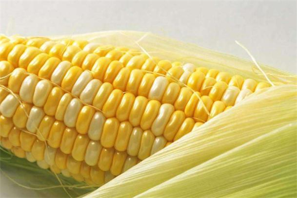 糖尿病可以吃甜玉米嗎 糖尿病吃甜玉米有影響嗎 糖尿病可以吃甜玉米嗎 糖尿病吃甜玉米有影響嗎