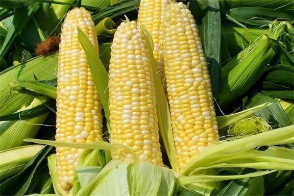 糖尿病可以吃甜玉米嗎 糖尿病吃甜玉米有影響嗎 糖尿病可以吃甜玉米嗎 糖尿病吃甜玉米有影響嗎