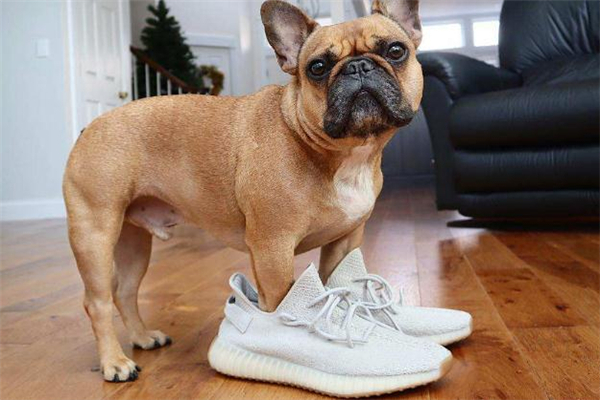 抽到y(tǒng)eezy什么時候去排隊 抽中yeezy可以不領嗎