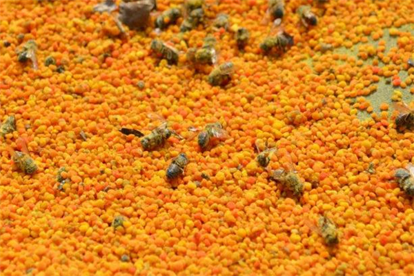 蜂花粉可以祛斑嗎 蜂花粉能淡化黃褐斑嗎 蜂花粉可以祛斑嗎 蜂花粉能淡化黃褐斑嗎