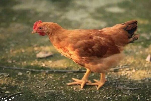 童子雞是什么雞 童子雞的營養(yǎng)價值 童子雞是什么雞 童子雞的營養(yǎng)價值