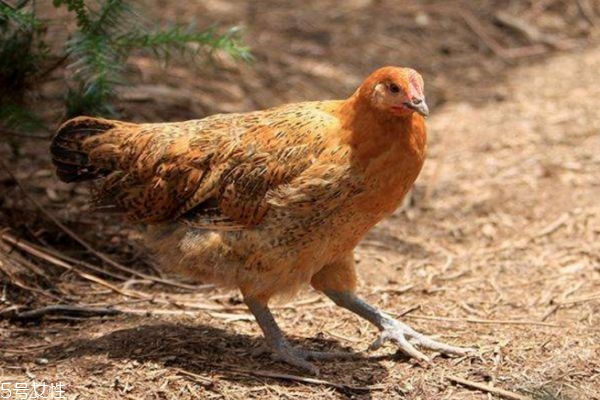 童子雞不能和什么同吃 童子雞的宜忌人群 童子雞不能和什么同吃 童子雞的宜忌人群